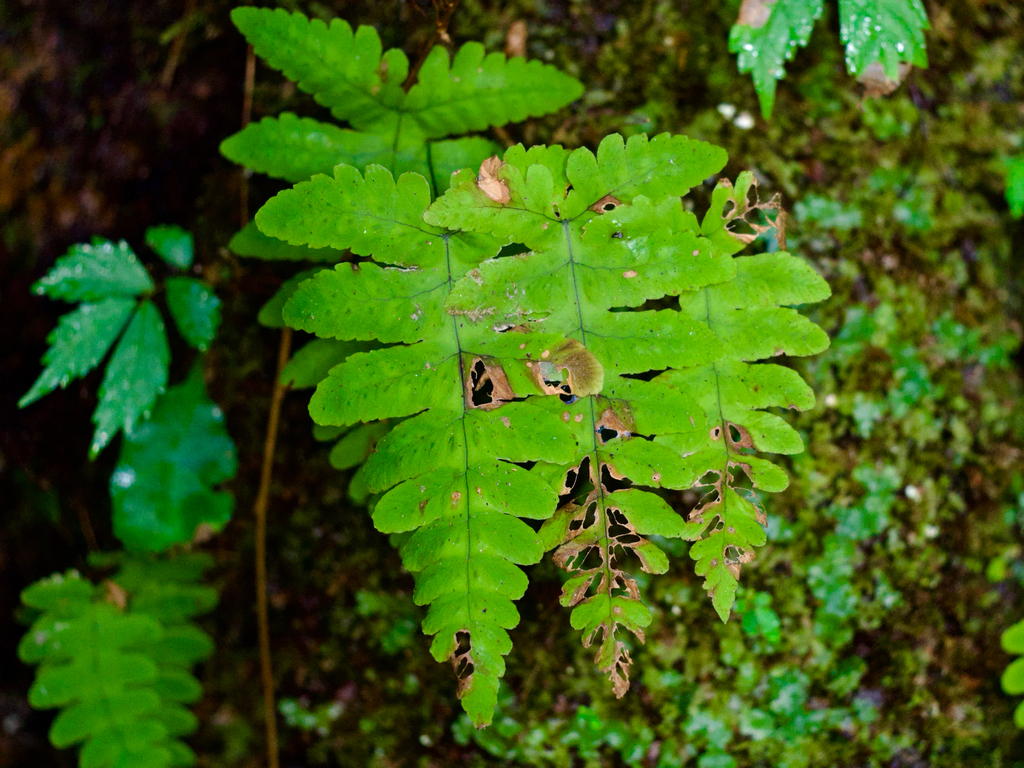 Gymnocarpium oyamense (Gymnocarpium oyamense)