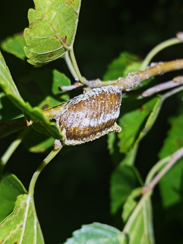 Giant Asian Mantis