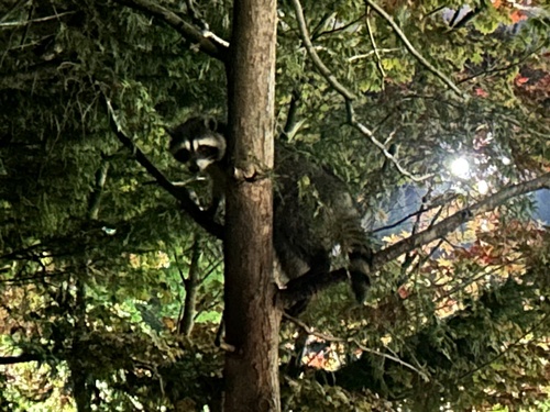 Common Raccoon