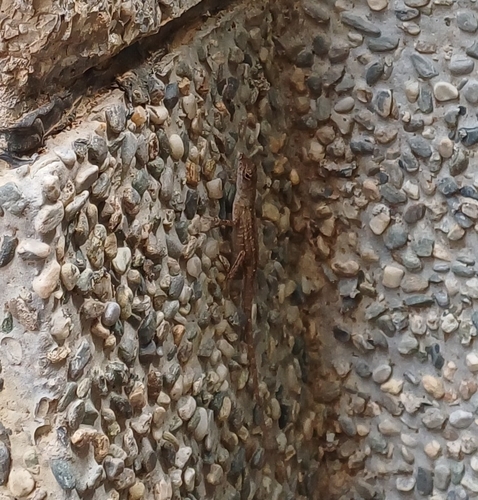 Brown Anole