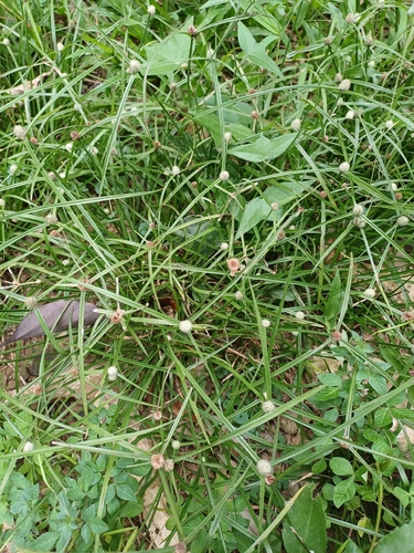 whitehead spikesedge