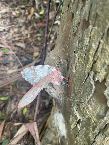 Pink Lymantria Moth