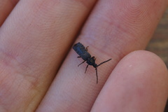 Phosphaenus hemipterus