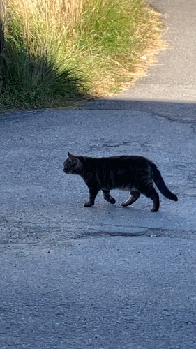 Domestic Cat