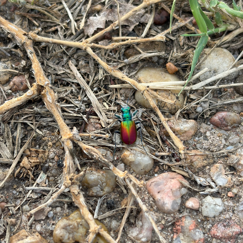 Festive Tiger Beetle