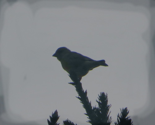 European Greenfinch