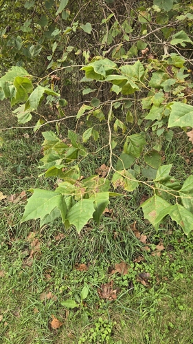 American sycamore