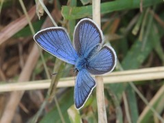 Cyaniris semiargus