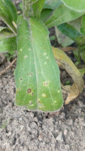 Entyloma calendulae, 2026-09-22