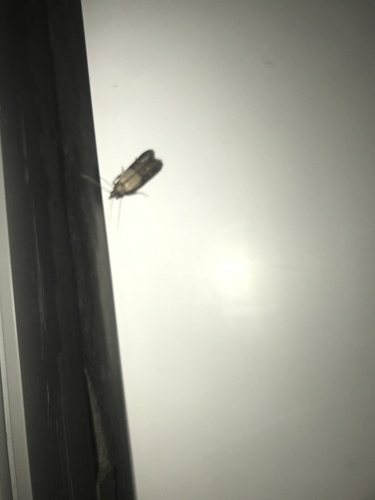Indian-Meal Moth