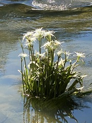 Hymenocallis coronaria