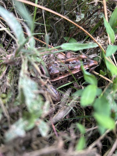 Southern Leopard Frog