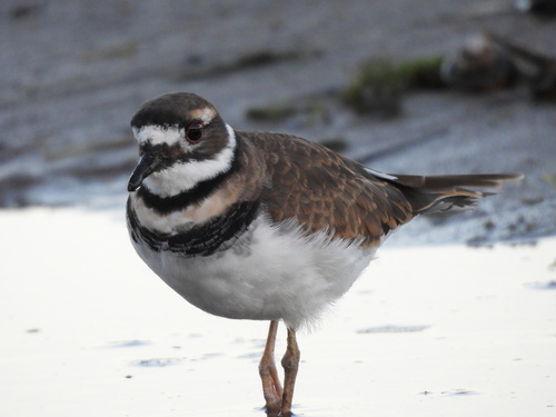 Killdeer