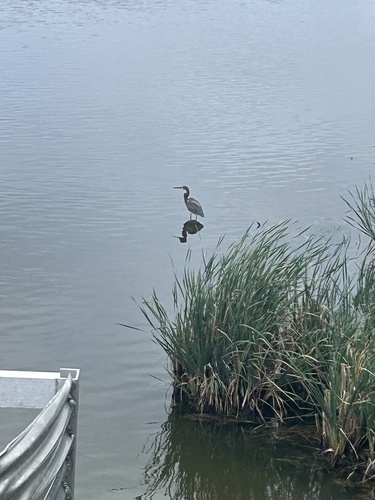 Tricolored Heron