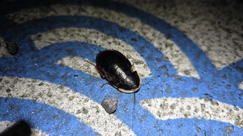 Amphibious Litter Cockroach