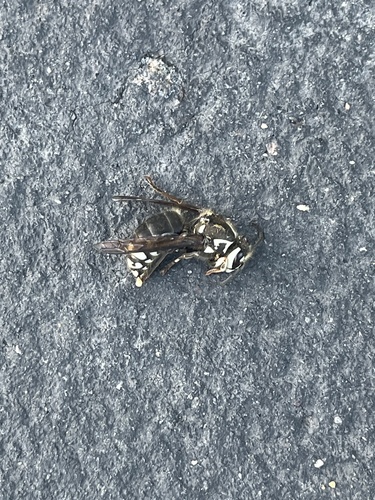 Bald-faced Hornet