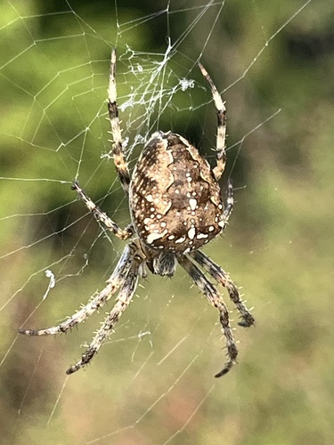 Cross Orbweaver