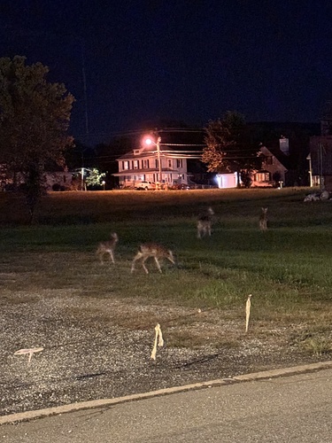 White-tailed Deer