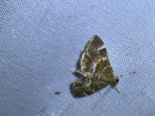 Spotted Beet Webworm Moth