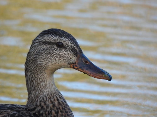 Mallard