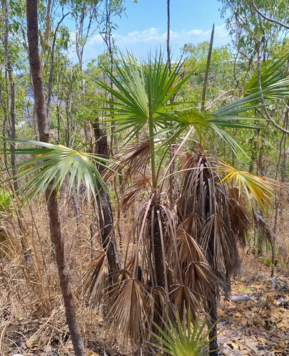 Sand Palm