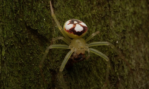 Red-backed Orbweaver photo 3