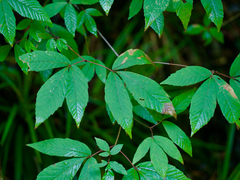 Acer maximowiczianum