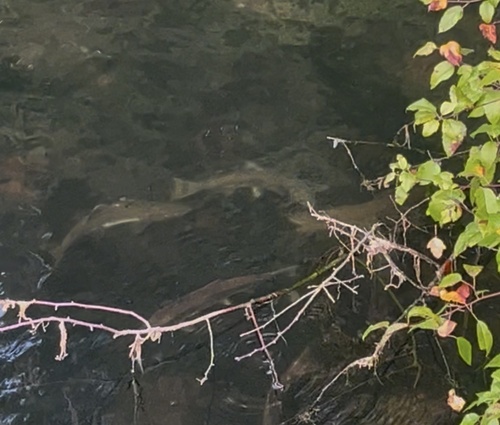 Pink Salmon