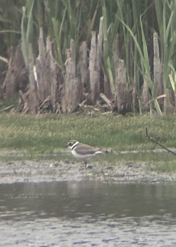 Common Ringed Plover