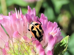 Hippodamia sinuata sinuata