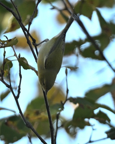 Tennessee Warbler