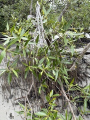 Avicennia marina, photograph (c) Andrew Allen, some rights reserved (CC BY)