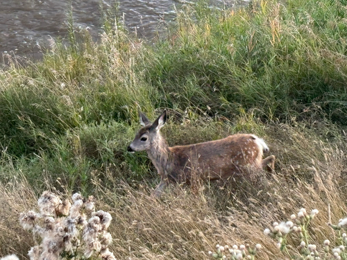 Mule Deer