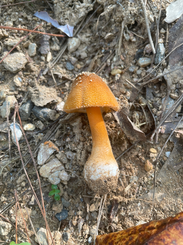 Rust-Powdered Amanita
