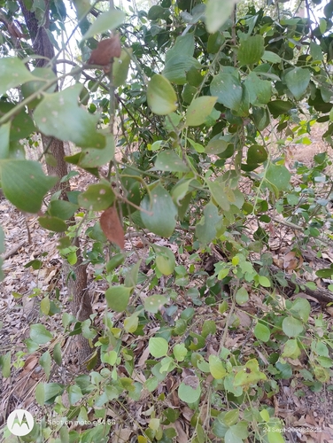 Broad Leaved Native Cherry