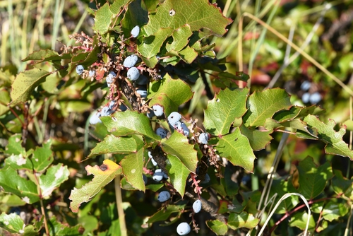 Oregon grape
