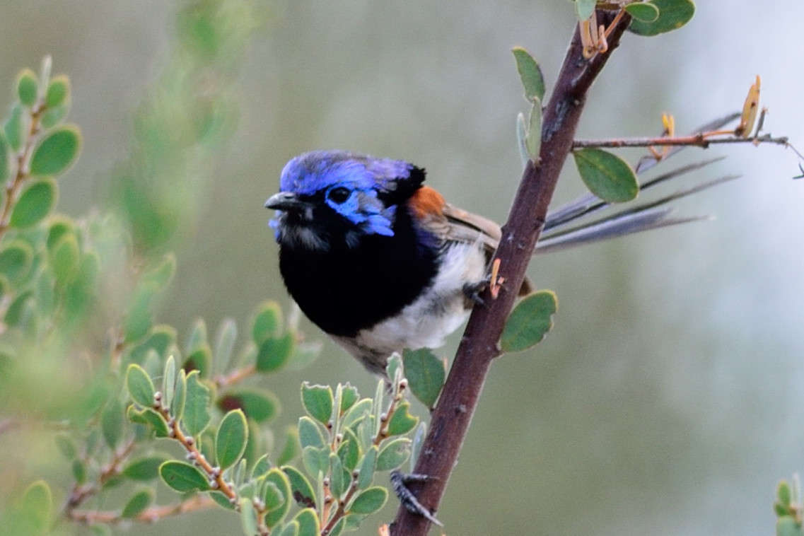 Purple-backed Fairywren illustration