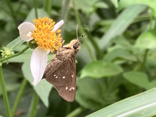 Formosan Swift