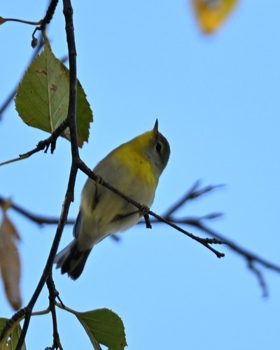Northern Parula