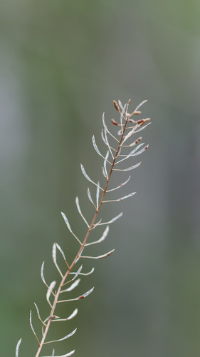 Descurainia pinnata, photograph 2