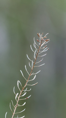 Descurainia pinnata, photograph (c) Daughter Dad, some rights reserved (CC BY)