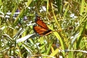 Monarch
