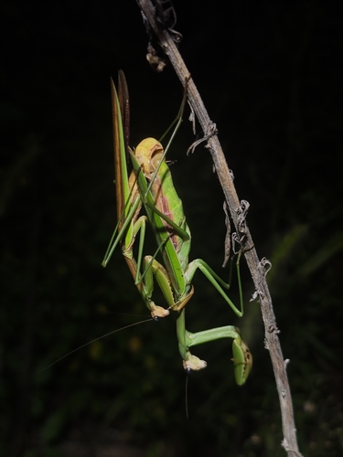 Chinese Mantis