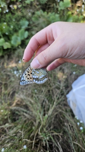 Argynnis vorax
