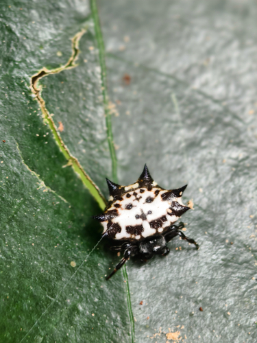 Black-and-white Spiny Spider