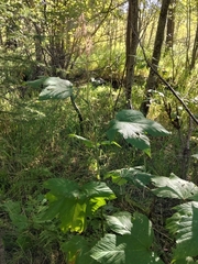 Filipendula camtschatica