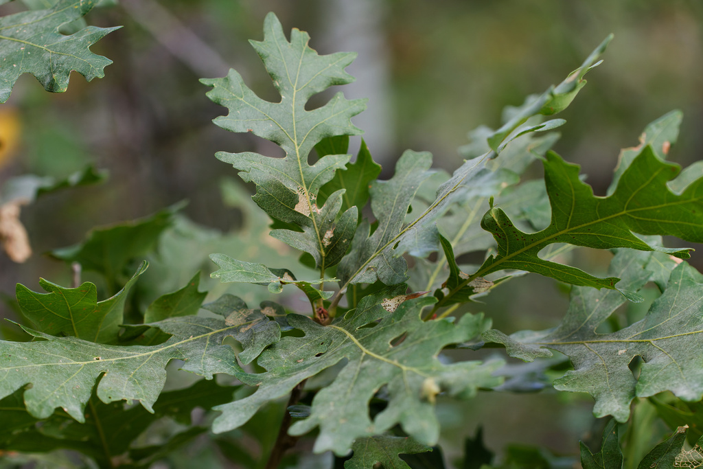 Quercus gambelii; photograph (c) Daughter Dad, some rights reserved (CC BY)