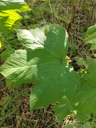 Filipendula camtschatica, photograph 2