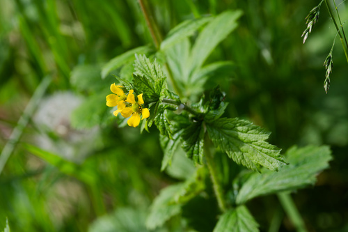 Geum macrophyllum