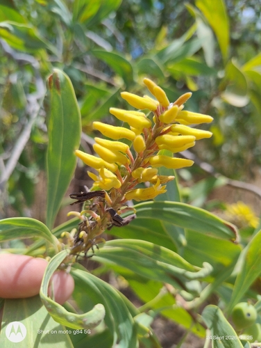 Wild Pear